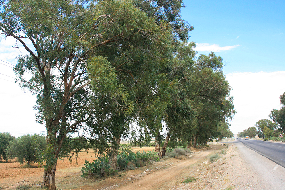 Eukalyptus